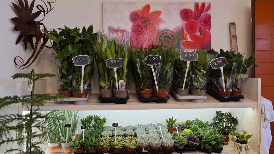Orchideeën en kamerplanten op een rek