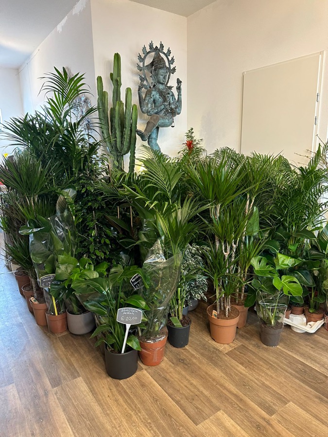 Grote kamerplanten en cactussen